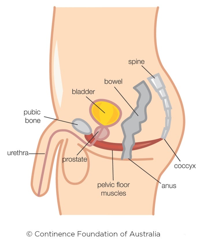 Pelvic Floor Diagram