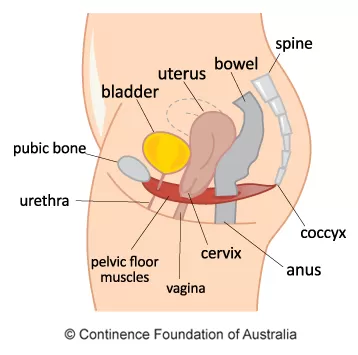 Prolapse diagram